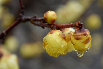 蝋梅～Wintersweet