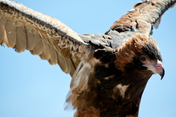 Black breasted buzzard