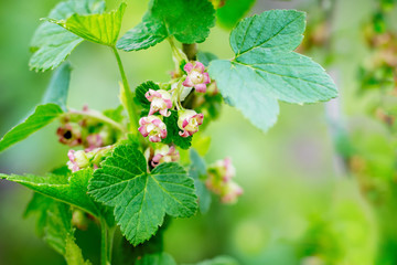 Branch of currant with green leaves and flowers_