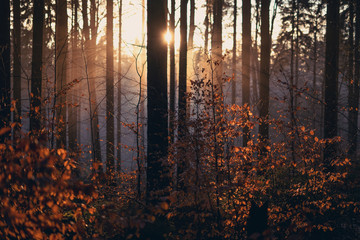 Sonnenuntergang im Wald mit Nebel im Herbst mit Blättern im Vordergrund