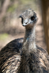 an Australian emu