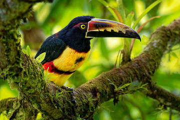Collared Aracari - Pteroglossus torquatus is toucan, a near-passerine bird. It breeds from southern...