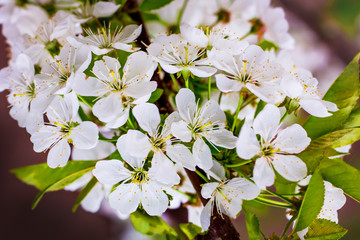 White cherry blossoms. Background of cherry flowers_