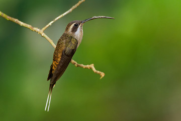 Long-billed Hermit - Phaethornis longirostris large hummingbird, resident breeder from central Mexico south to northwestern Colombia, western Venezuela and Ecuador