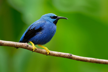 Shining Honeycreeper - Cyanerpes lucidus small bird in the tanager family