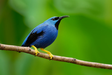 Shining Honeycreeper - Cyanerpes lucidus small bird in the tanager family