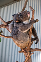 koala with joey