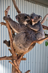 koala with joey