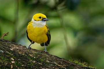 Tangara icterocephala - Silver-throated Tanager small passerine bird., resident from Costa Rica, through Panama and western Colombia, to western Ecuador