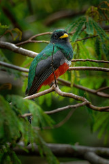 Collared Trogon - Trogon collaris  near passerine bird in the trogon family, Trogonidae, warmer parts of the Neotropics, Colombia, northern Venezuela and Trinidad and Tobago