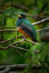 Obraz premium Orange-bellied Trogon - Trogon aurantiiventris near passerine bird in the trogon family, Trogonidae, warmer parts of the Neotropics, Colombia, northern Venezuela and Trinidad and Tobago