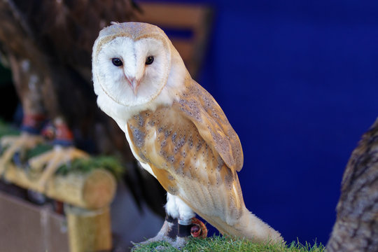 Retrato en primer plano de una lechuza com&uacute;n