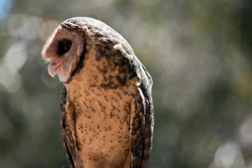 lesser sooty owl