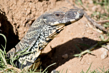 lace monitor lizard