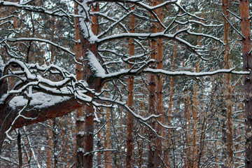 Изогнутые ветки сосны в зимнем парке © rosimon