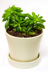 Succulent (Peperomia dolabriformis) in yellow pot. White background islated.