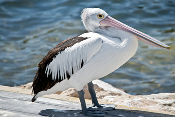 Fototapeta na wymiar an Australian pelican