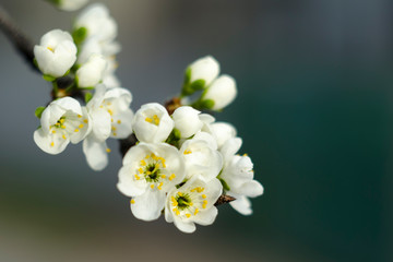 Fototapeta na wymiar Plum blossoms in early spring