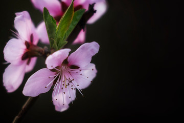 Peach blossom in spring. Peach blossom photographed close up