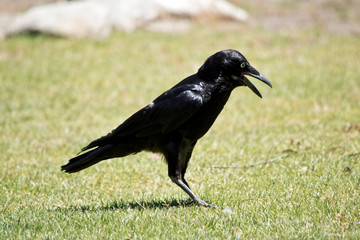 an Australian raven