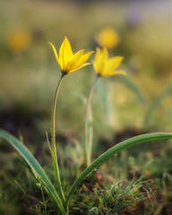 Tulip is a spring early flowering plant. Wild tulips need protection
