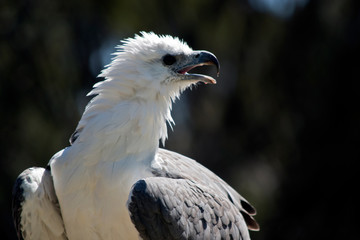 a sea eagle