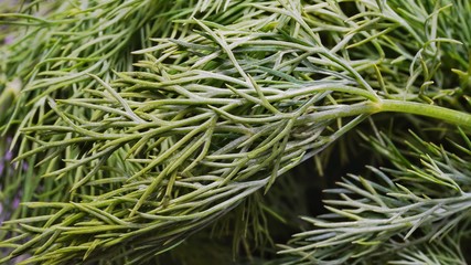 Dill leaves close up 