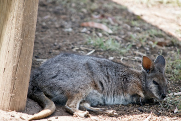 Tammar Wallaby