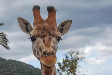 jungle safari in Africa Giraffe