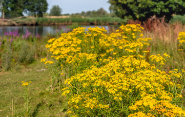 Yellow flowering tansy ragwort or Jacobaea vulgaris plants in the foreground of a Dutch nature reserve with a small lake in the background. It is a sunny morning with a blue sky in the summer season.