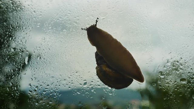 Snail crawling on the window pane during the rain. Drops of water on the glass. Close-up.