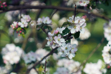 Blooming apple tree in the rays of sunlight.