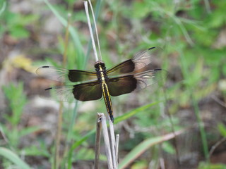 Dragonfly Black as night