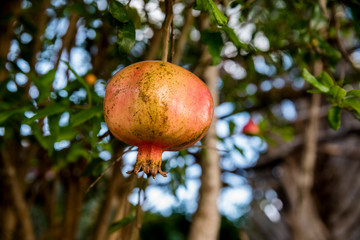 Fruto maduro de uma romã