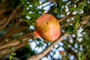 Fruto maduro de uma romã