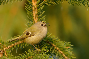 The goldcrest (Regulus regulus) is a very small passerine bird in the kinglet family. Its colourful golden crest feathers gives rise to its English and scientific name