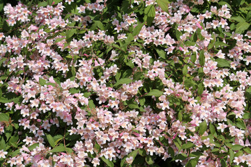 Beauty Bush or Kolkwitzia amabilis (syn. Linnaea amabilis). General view of flowering plant