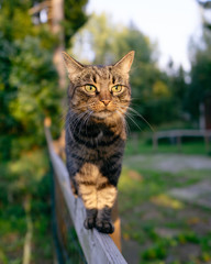 Cat standing or fence