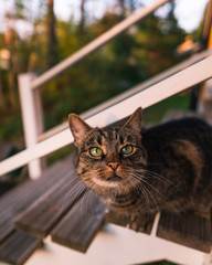 Cat standing or fence
