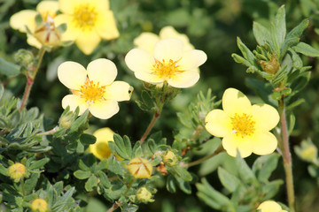 Obraz premium Dasiphora fruticosa (syn. Potentilla fruticosa) or Shrubby Cinquefoil. Cultivar with pale yellow flowers