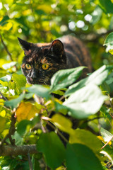 Black and brown cat inside tree
