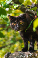 Black and brown cat inside tree