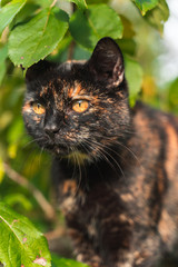 Black and brown cat inside tree
