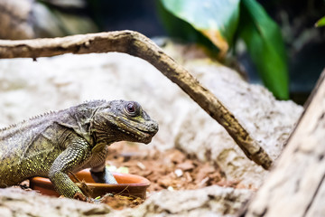 Fototapeta premium Hydrosaurus pustulatus, lézard