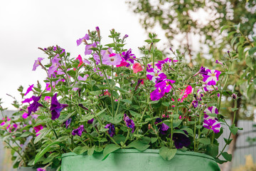 Petunia, Colorful Petunias Flower Nature Image Background