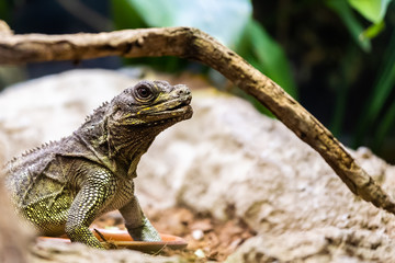 Hydrosaurus pustulatus, lézard