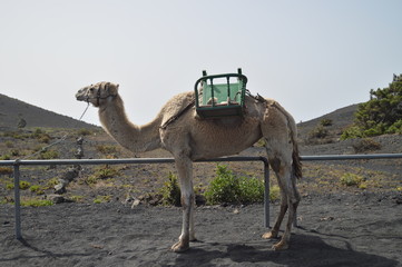Beautiful Camel At The Entrance In The San Antonio Volcano On The Island Of La Palma In The Canary Islands. Travel, Nature, Holidays, Geology. July 8, 2015. Isla De La Palma Canary Islands Spain.