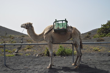 Beautiful Camel At The Entrance In The San Antonio Volcano On The Island Of La Palma In The Canary...