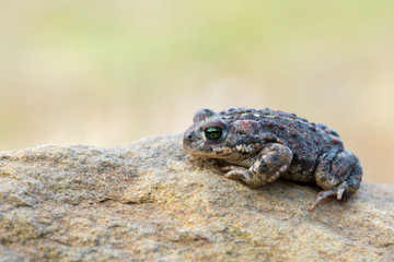 The natterjack toad (Epidalea calamita)