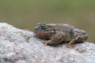 The natterjack toad (Epidalea calamita)